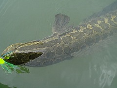雷魚様です。 雷魚様です。